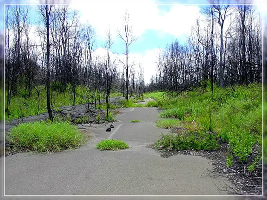 Big Island: Naulu Trail
