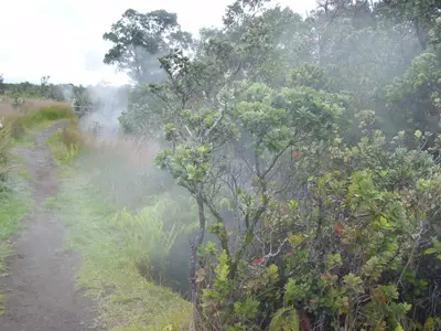 steam vents
