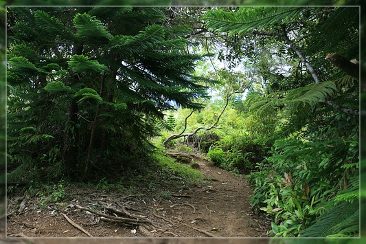 O'ahu: Kuli'ou'ou Ridge Trail
