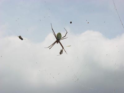 ups, fast hätte ich dieser Spinne ihr Heim zerstört
