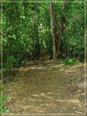 Big Island: Bird Trail
