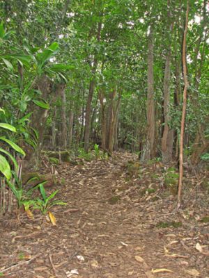 Hanalei-Okolehao Trail
