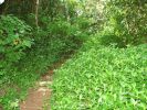 Hanalei-Okolehao Trail1.jpg