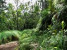 Hanalei-Okolehao Trail4.jpg