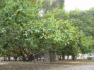 Lahaina-Banyan Tree.jpg