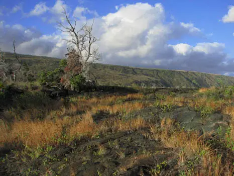 Pu'u Loa Petroglyphs Trail
