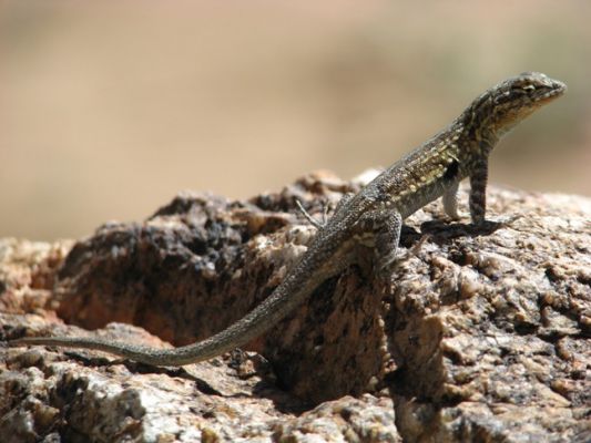 Lizard, Joshua Tree National Park
