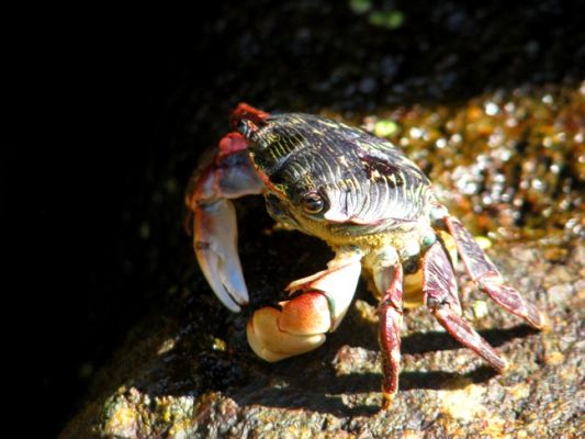 Crab near Morro Bay, CA
