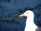 Seagull near Morro Bay, CA