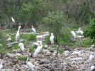 Key Largo Wild Bird Rehabilitation Center