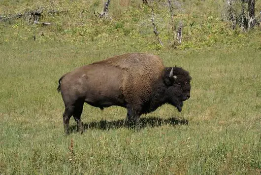 yellowstone - unser erster büffel
