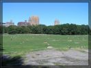 Central Park on Labour Day