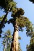 Yosemite - Giant Sequoia