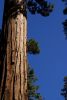 Yosemite - Sequoia in Marioposa Grove