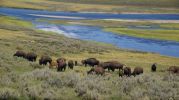 yellowstone - bisons im hayden valley