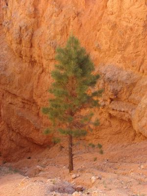 Bryce Canyon N.P.
Im Bryce Canyon Nationalpark
