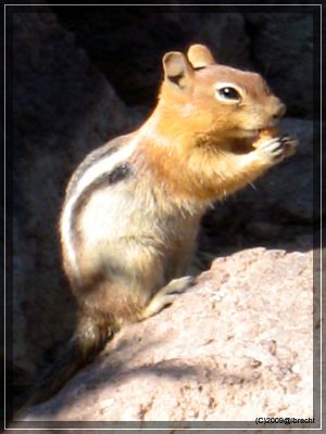 Lassen NP, Streifenhörnchen oder Chipmuk
