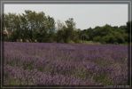 Lavendel-1_c.jpg