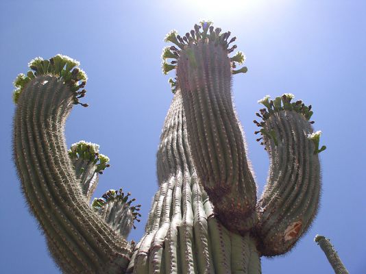 Kaktusblüte
Ein Bild, das meine Frau gemacht hat
Schlüsselwörter: Saguaro, Kaktus, Blüte