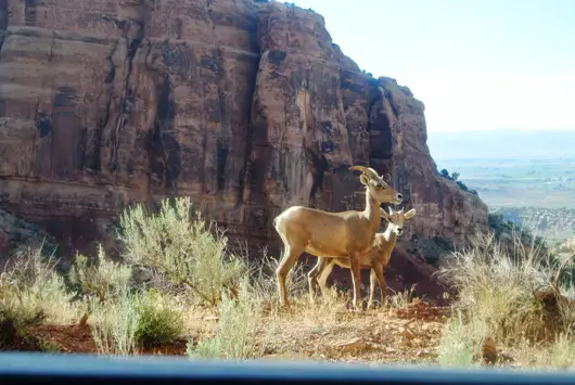 Colorado National Monument 5
