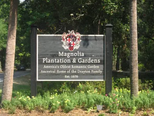 Magnolia
