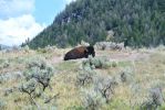 Yellowstone Wildlife 26.7.