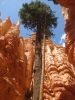 Bryce Canyon Navajo Loop Trail