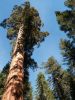 Giant Sequoia im Yosemite Nationalpark