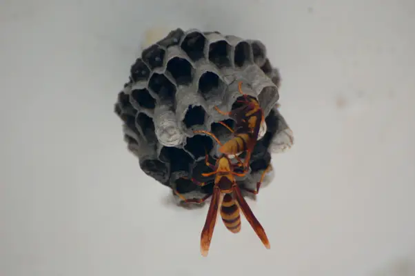 Bienenwabe
