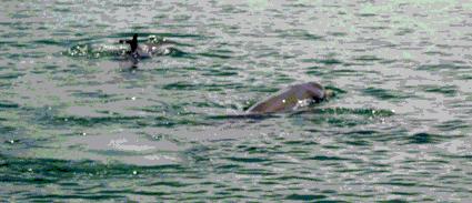 Dolphins Key West
