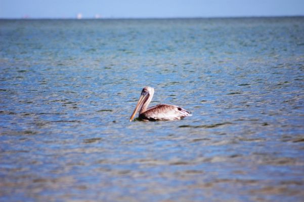 Schwimmender Pelikan
