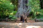 Big Tree, Redwood NP