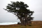 Pacific Ocean und Cypress Tree