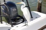 Great Egret, Captiva Island