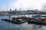 Pier_39,_Fishermans_Wharf,_San_Francisco.JPG