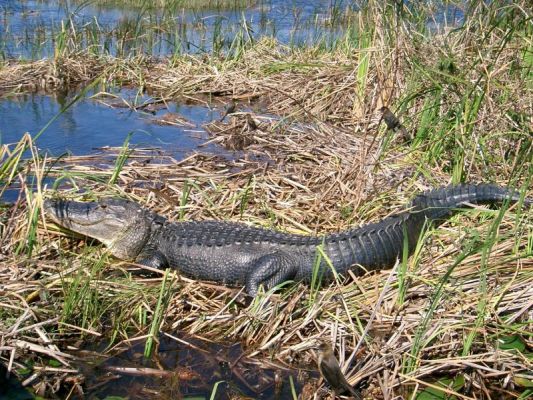 Alligator
aufgenommen während einer Boatride in den Everglades
