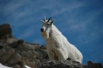 Mountain Goat @ Mount Evans