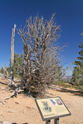 Bryce Canyon Bristlecone Pine
