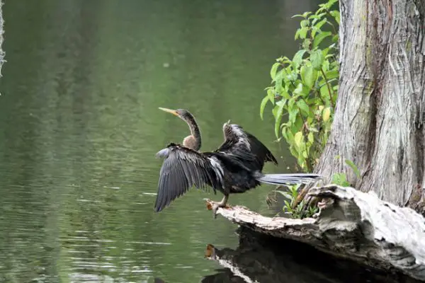 Magnolia Plantation, Cormoran
