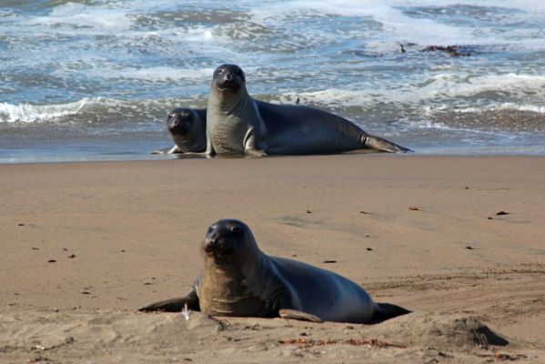 San Simeon See Elefanten
