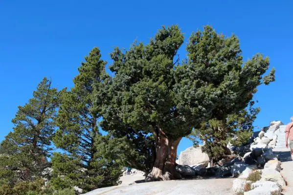 Yosemite NP Olmsted Point Juniper
