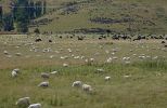 DSC03629 Schafe und Rinder bei Parawa_k