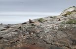 DSC03854 Doubtful Sound Nee Islets SeelÃ¶wen_k