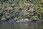 DSC03898 Doubtful Sound Regenwald und Delfine_k