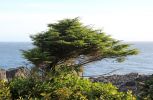 IMG_2762_Ucluelet_Wild_Pacific_Trail_Windkiefer_forum.jpg