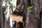 IMG_9361_Yosemite_NP_Pohono_Trail_Baumschwamm_forum.jpg
