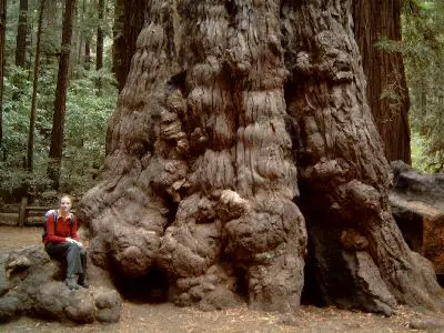 Redwood Vergleich
