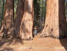 Sequoia01.JPG