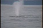 2006-10-01 18 Whale - thar he blows.jpg