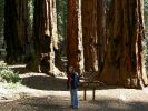 Sequoia II